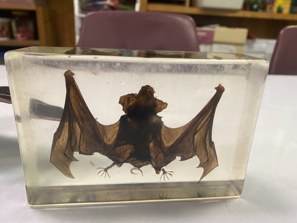 Bat Specimen in Acrylic
